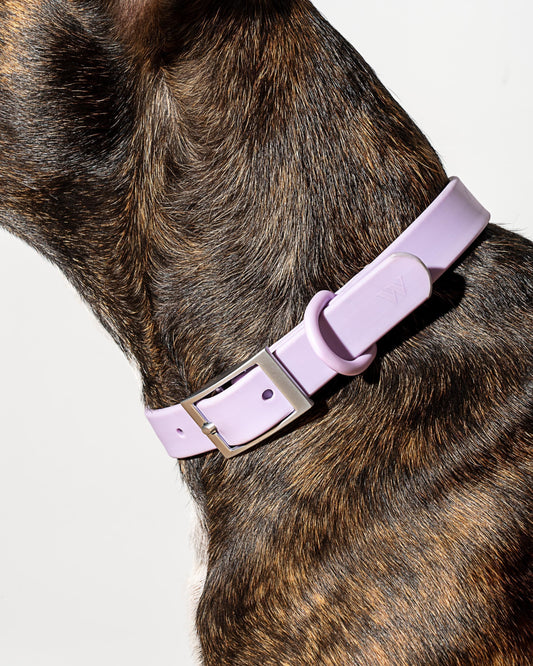 Wild One - Dog Collar|Lilac