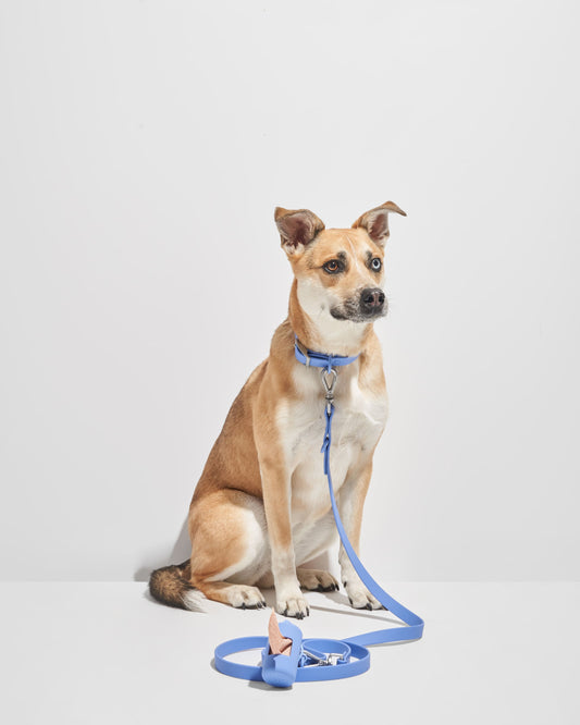 Wild One - Dog Leash|Moonstone