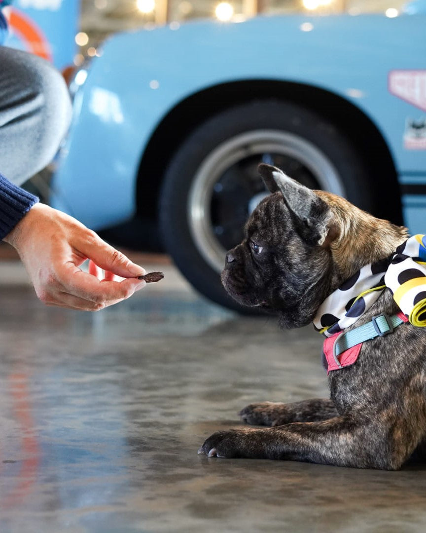 Ezo Shika Jerky|Coin-Chip