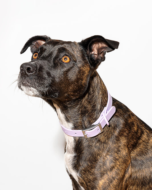 Wild One - Dog Collar｜Lilac