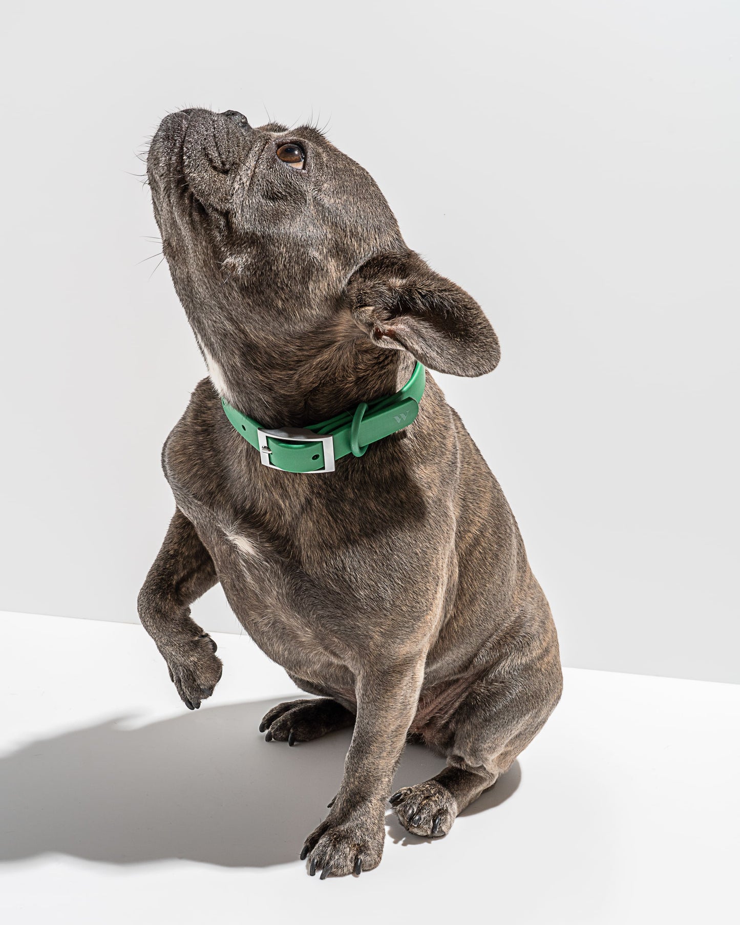 Wild One - Dog Collar｜Spruce