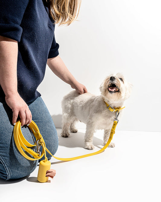 Wild One - Dog Leash｜ Butter